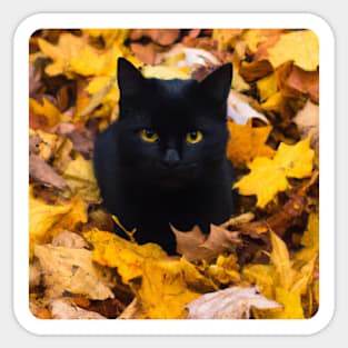 Black Cat in Autumn 1 Sticker